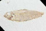 Knightia Fossil Fish - Double Sided #75893-2